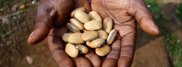 Seed Diversity